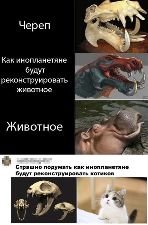 Череп | Пикабу