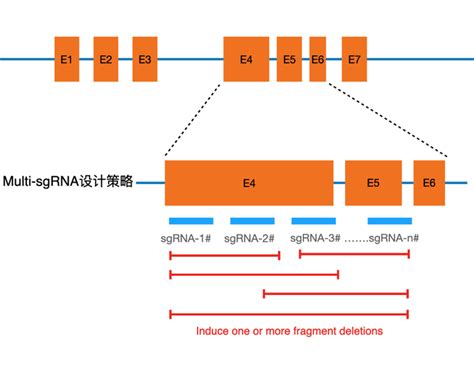 靶向rna Seq技术助力融合基因检测 知乎