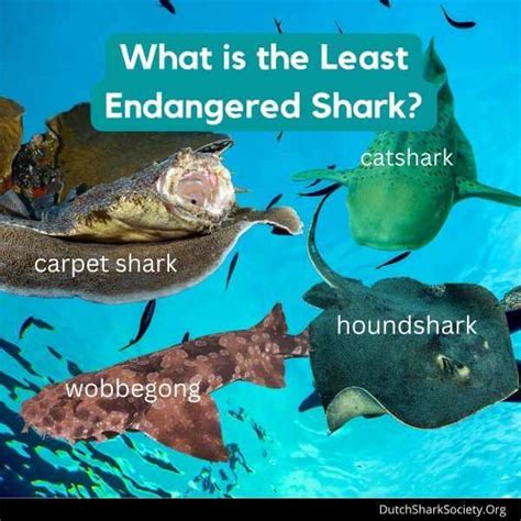 The 11 Most Endangered Shark Species - Dutch Shark Society