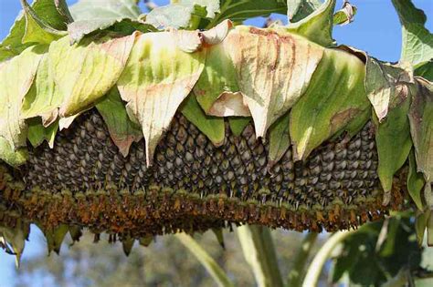 Easy Living the Hard Way: Harvesting Sunflower Seeds.