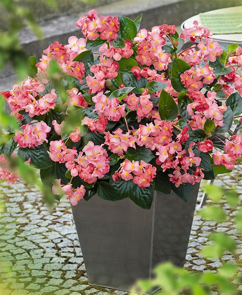 ‘Green Leaf Pink‘ Begonia - Garden Center