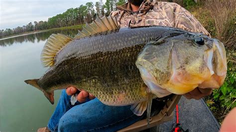 Bass Fishing Pre Spawn Giant Bass Youtube