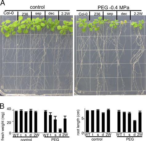 Arabidopsis Decuple Mutant Reveals The Importance Of Snrk2 Kinases In Osmotic Stress Responses