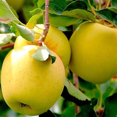 Саженцы яблоня Голден купить по цене от 700 рублей в Москве из ...