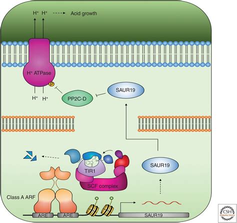 Noncanonical Auxin Signaling