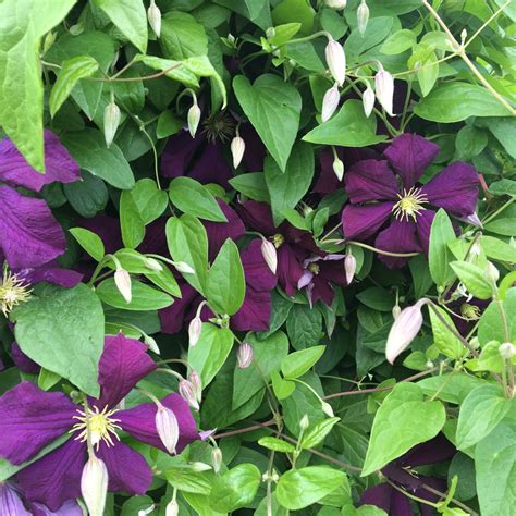 Clematis X Jackmanii Purpurea Jackmanii Clematis Purpurea In