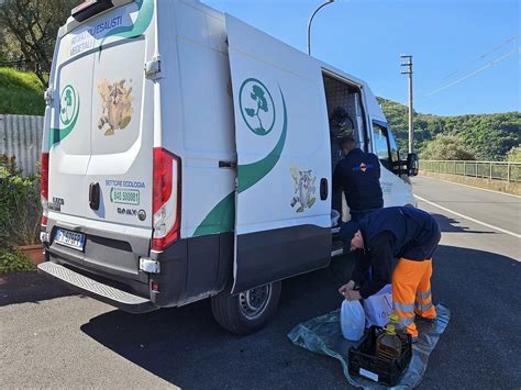 Positano Notizie Sorrento Risultati Record Per La Raccolta