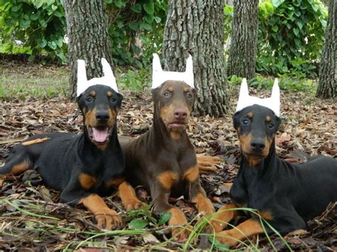 Doberman pups - Ears cropped | Doberman puppy, Doberman, Doberman ...