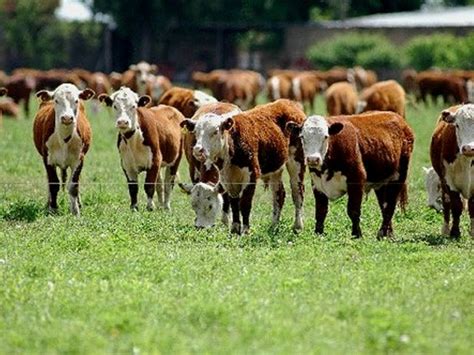 Difunden Pautas Para Prevenir El Estrés Calórico En El Ganado Bovino Revista Chacra