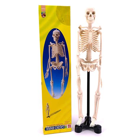 Анатомический набор EDU-TOYS мини-скелет человека 46см купить по цене ...