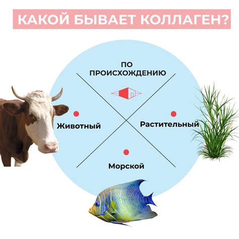 ТРИ ВИДА КОЛЛАГЕНА: ⠀ 🐠Морской... - Фитнес Формула ХМАО