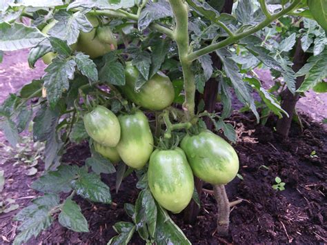 Томат Буян: ОТЗЫВЫ (42), фото, описание и характеристика | tomatland.ru