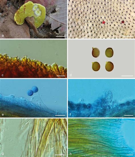 Basidiomata And Microscopic Structures Of Sanguinoderma Flavovirens