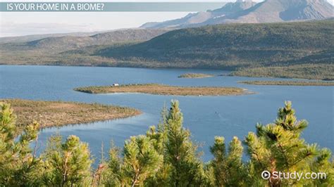 Taiga Biome | Definition, Plants & Animals - Lesson | Study.com