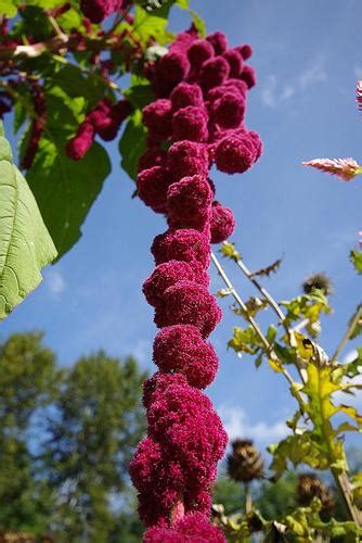 Амарант (Amaranthus) - неувядающий цветок
