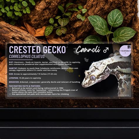 how do you gecko scratching step by step 8
