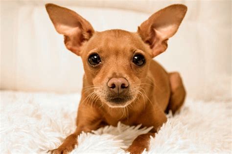 Pinscher Nano Scheda Di Razza Interattiva Cuccioliamo It