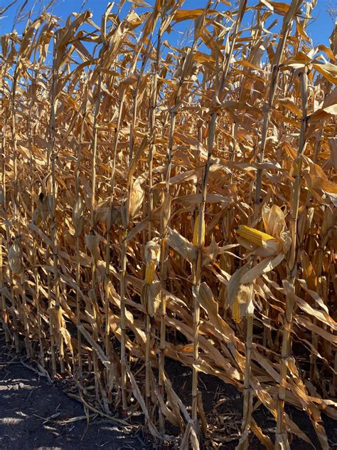 Photo Essay Corn Sorghum Harvests Advancing Rapidly U S Grains Council