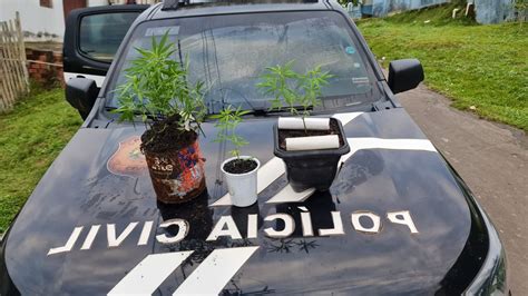 Traficante Que Cultivava Maconha Em Casa Preso Em Cruzeiro Do Sul