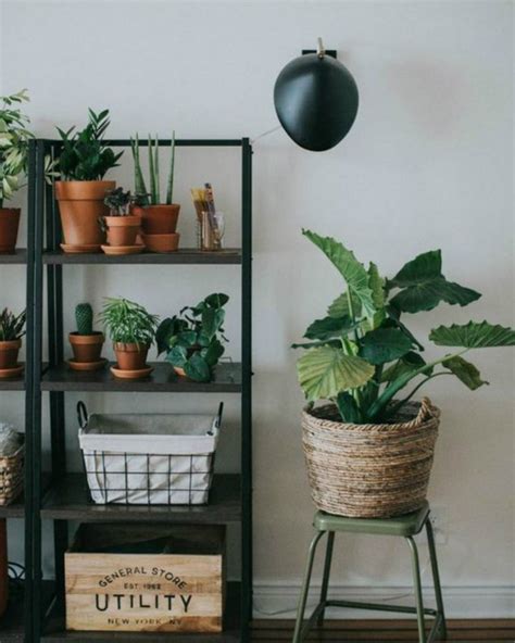 Ideas Decorar Cocina Con Plantas