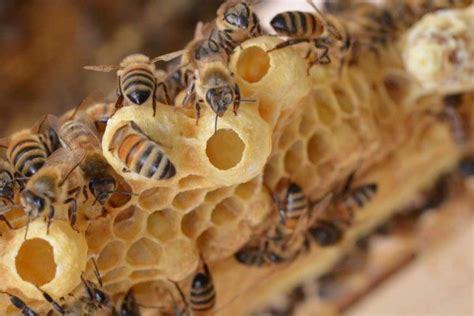 Queen Cells The 3 Types And What They Can Tell You About Your Hive