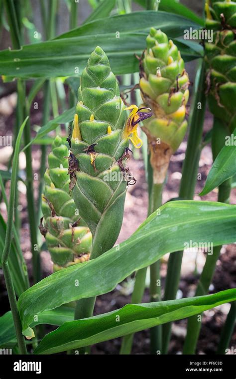 Ginger flower, this is true flower of edible ginger plant (zingiber ...