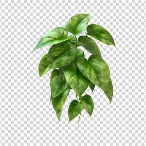 Pothos Epipremnum Aureum Flower Png Isolated On Transparent Background