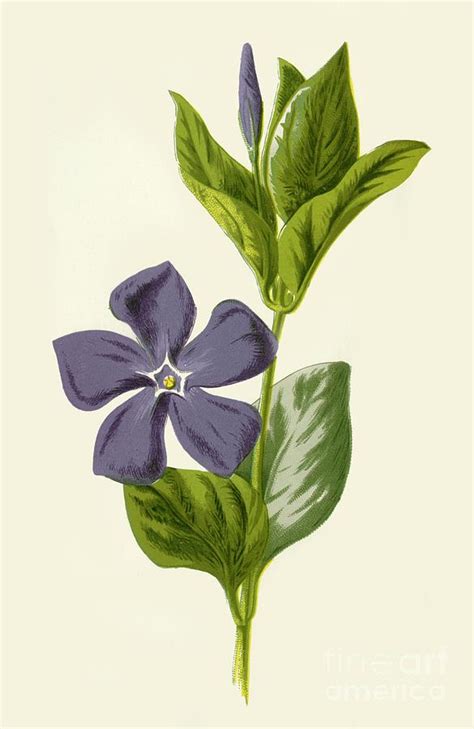 Periwinkle Plant Drawing