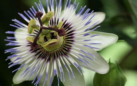 Passion Flower Wallpapers Wallpaper Cave