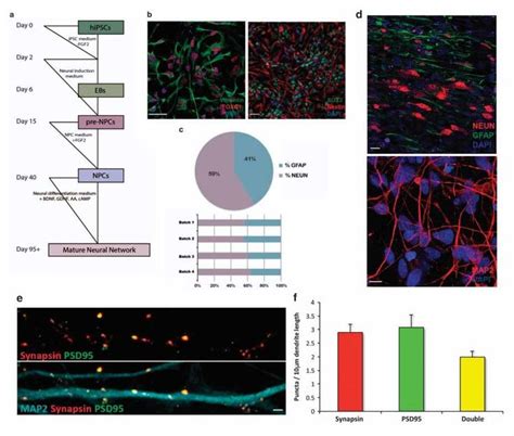 Ipsc Differentiation Services Creative Biolabs Stem Cell Therapy