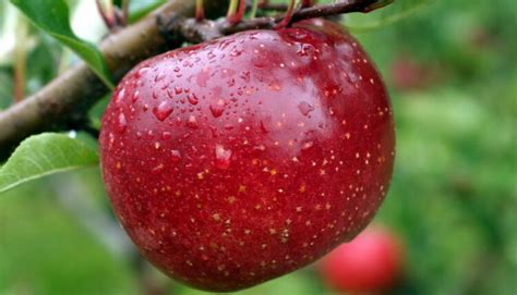 Українські покупці спрямовують увагу на яблуко - Новини АПК | Головні ...