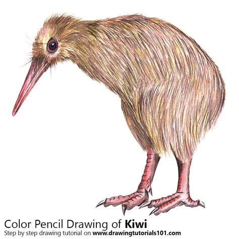 Kiwi Bird Pencil Drawing | Bruin Blog