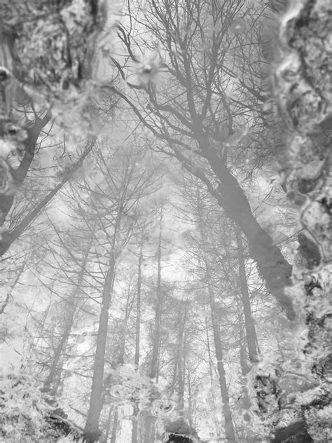 Bildet tre skog gren snø vinter svart og hvit frost vær