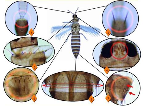 ENY 893 IN1136 Pest Identification Guide Common Blossom Thrips