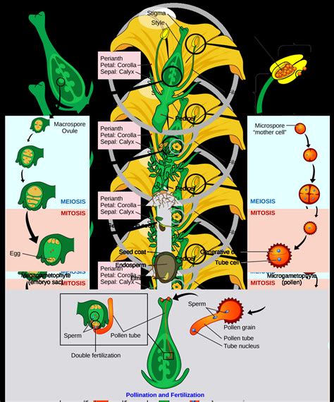 Seed Plants Angiosperms Introductory Biology Evolutionary And Ecological Perspectives