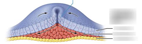 3 Primary Germ Layers Diagram Diagram | Quizlet