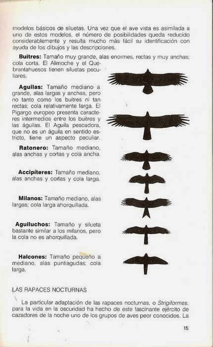 Reconocimiento De Rapaces Diurnas En Vuelo A Trav S De Su Silueta