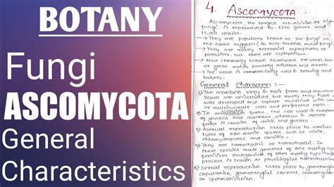 Ascomycota General Characteristics Youtube