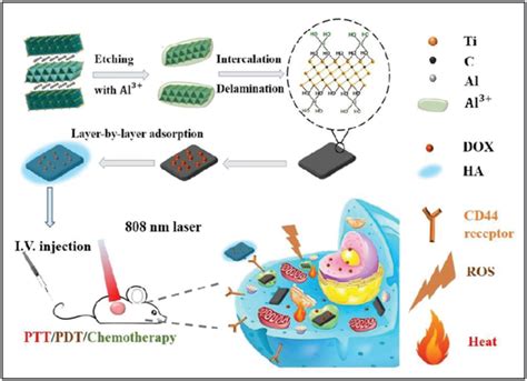 Schematic Illustration Of The Preparation Of Ti3C2based Nanoplatform