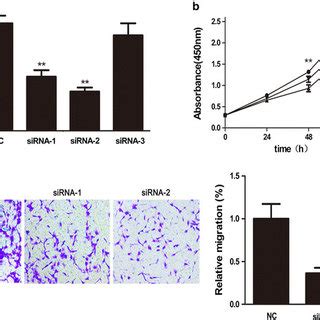 NR 036575 1 Knock Down Inhibits Cell Proliferation And Migration In