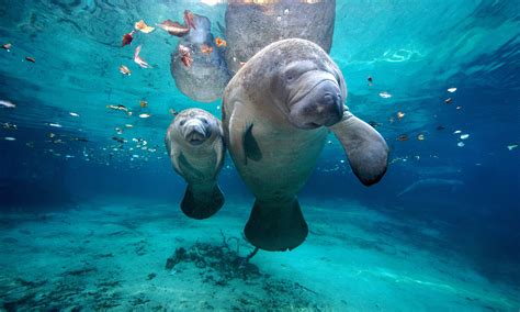 Manatee Animal : Manatee Symbolism Dreams And Messages Spirit Animal Totems - Hear animal sounds ...