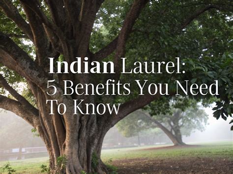 indian laurel guide growth care roots wood