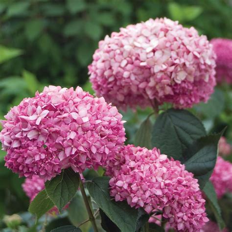 Hydrangea Arborescens Pink Annabelle Buy Plants At Coolplants