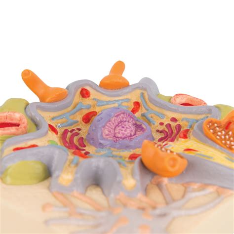 Neuron Cell Body Model