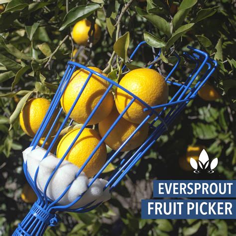 Buy Eversprout 13 Foot Fruit Picker 20 Foot Reach Telescoping