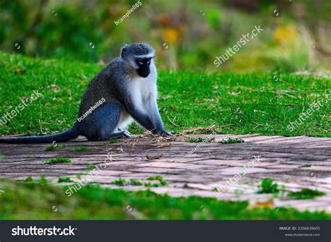 Vervet Monkey Sorting Through His Food Stock Photo 2206839605 ...