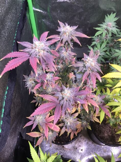 Peaches Weed Strain at Geraldine Williamson blog