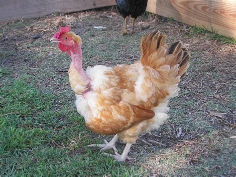 Naked Necks Chickens That Look Like Turkeys Artofit