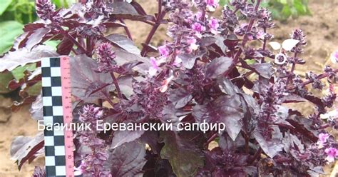 Базилик Ереванский сапфир — Ботаничка