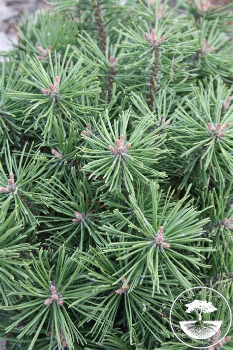 Pinus Uncinata Kalhoty Sosna Hakowata